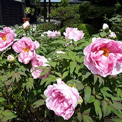 骨組み