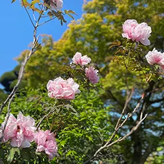 骨組み