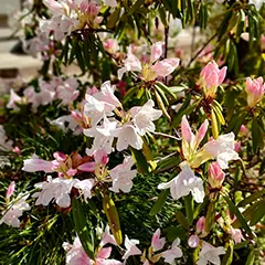 骨組み